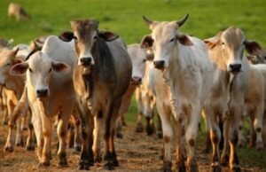 AGED realiza vacinação contra febre aftosa na Grande São Luís