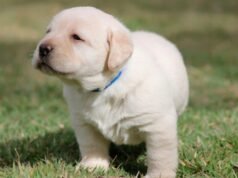 Perigo! 5 práticas para nunca fazer com filhotes de cachorro