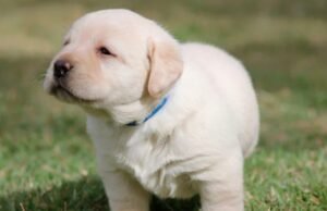 Perigo! 5 práticas para nunca fazer com filhotes de cachorro