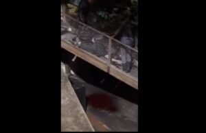 Vídeo: Marido de cantora é assassinado a tiros em Barreirinhas(MA)