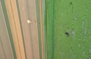 CAC é preso após atirar na nádega da própria filha no Distrito Federal