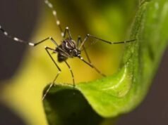 Chikungunya cresce 191% e acende alerta para nova epidemia no DF
