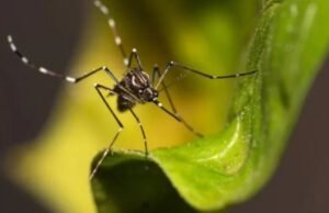 Chikungunya cresce 191% e acende alerta para nova epidemia no DF