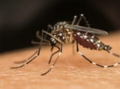 Dengue: 2025 começa com mortes e 2º maior recorde de casos da história