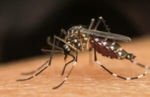Dengue: 2025 começa com mortes e 2º maior recorde de casos da história