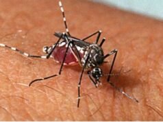 São Luís registra 897 casos de dengue em 2025, aponta Ministério da Saúde