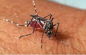 São Luís registra 897 casos de dengue em 2025, aponta Ministério da Saúde